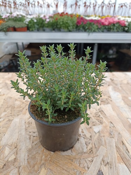 Tymián - Thymus Vulgaris kv.14cm
