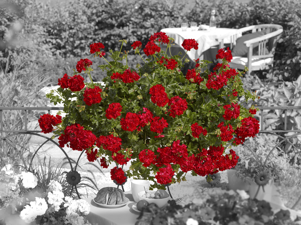 Pelargonium - Ťahavý muškát plnokvetý - RED / červený