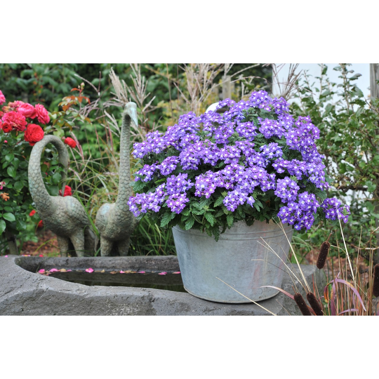 Verbena -Empres Flair Purple charme