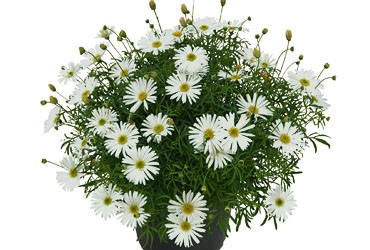 Brachyscome - Surdaisy® White - malé kvety