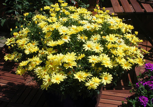 Argyranthemum - Santorini™ Yellow Impr.