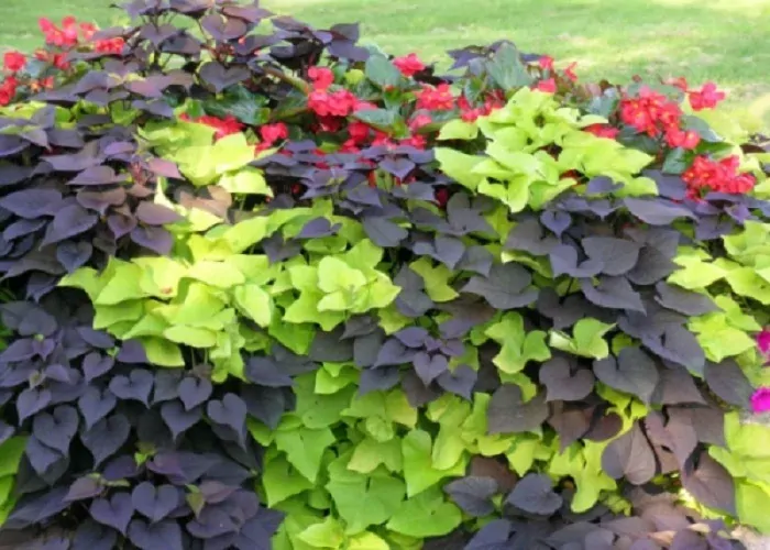 Ipomoea batatas -´BLACK TONE´