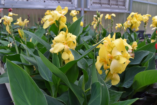 Kana - Canna Cannova Yellow