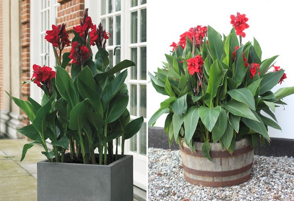 Kana - Canna Cannova RED