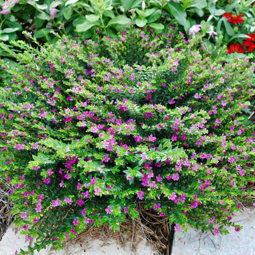 Cuphea - Myrtis® fialová