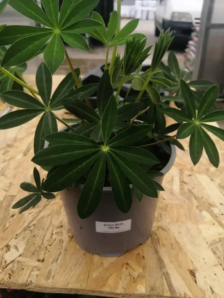 Lupinus -Gallery Yellow Shades 17 cm kv. 