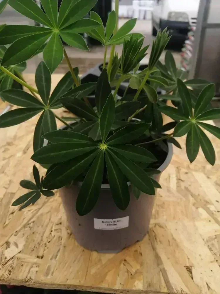 Lupinus -Gallery Red Shades  17 cm kv.