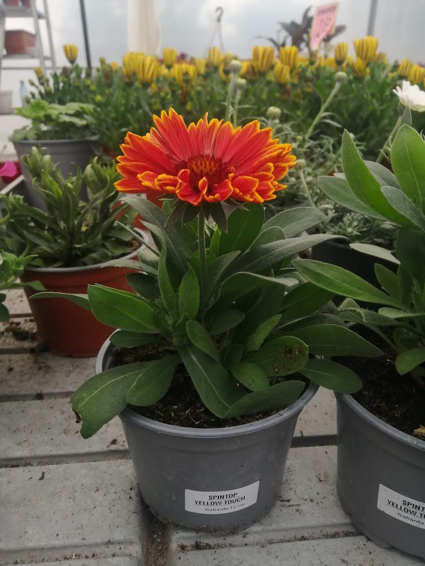 Gaillardia 'SpinTop YELLOW TOUCH' kont. 1 l (14cm)