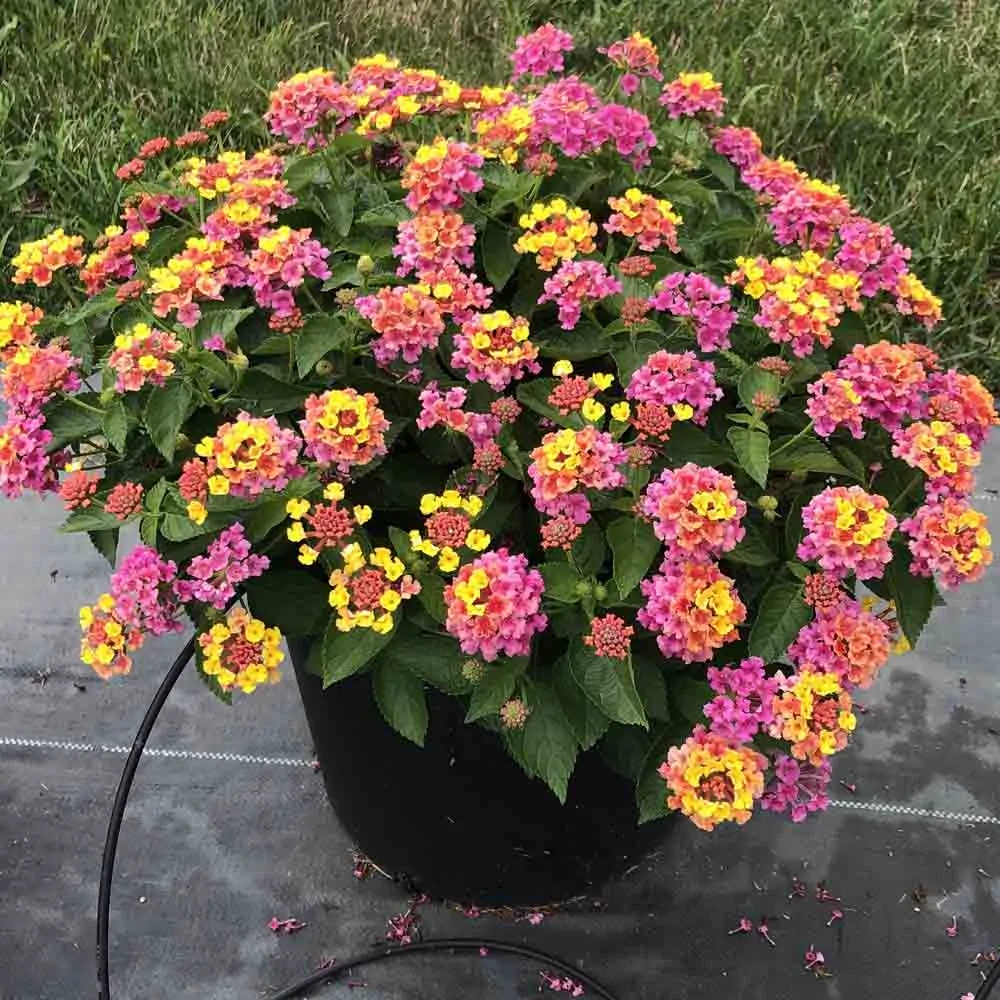 Lantana - Havana Rose