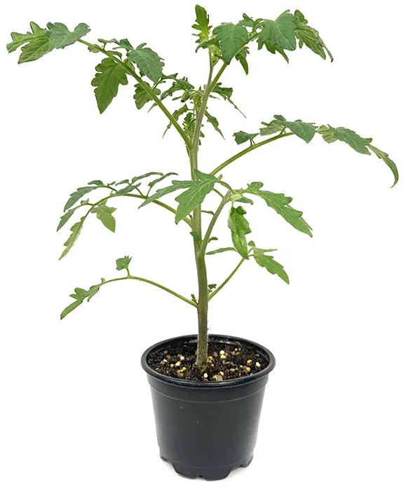 STRAPCOVÉ PARADAJKY "TORNADO F1" kv. 9 cm -1ks