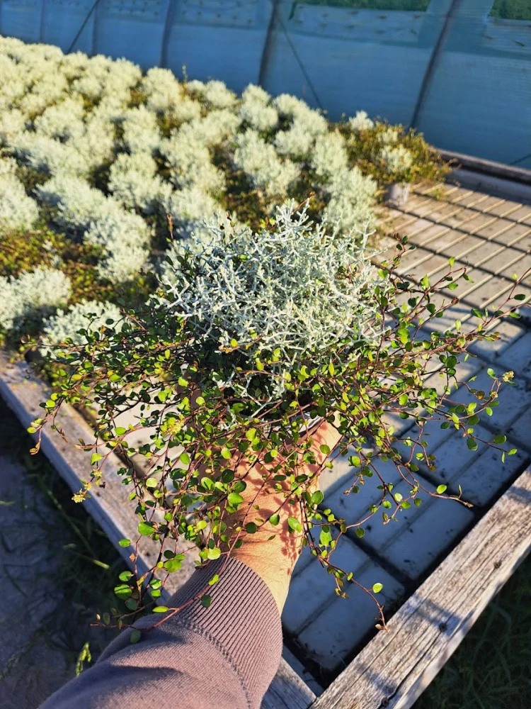 Duo "Calocephalus 'Brownii' / Muehlenbeckia" 12 cm