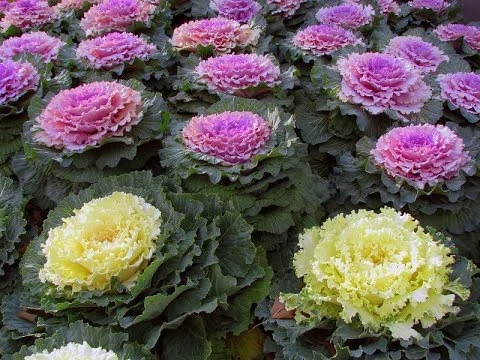 Okrasná kapusta zeleno-ružová hladký list 10,5 cm