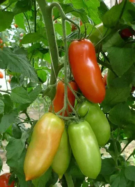 STRAPCOVÉ PARADAJKY "SAN MARZANO "kv. 9 cm -1ks