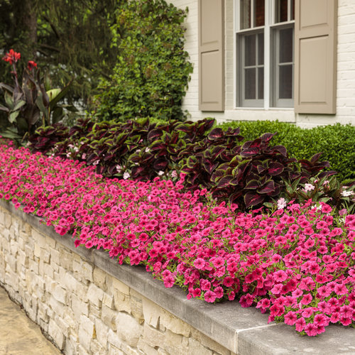 Petunia SUPERTUNIA® VISTA™ Fuchsia®