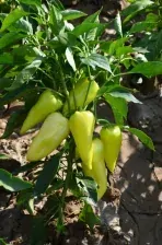 PAPRIKA "TODIRESTI F1" 1 ks