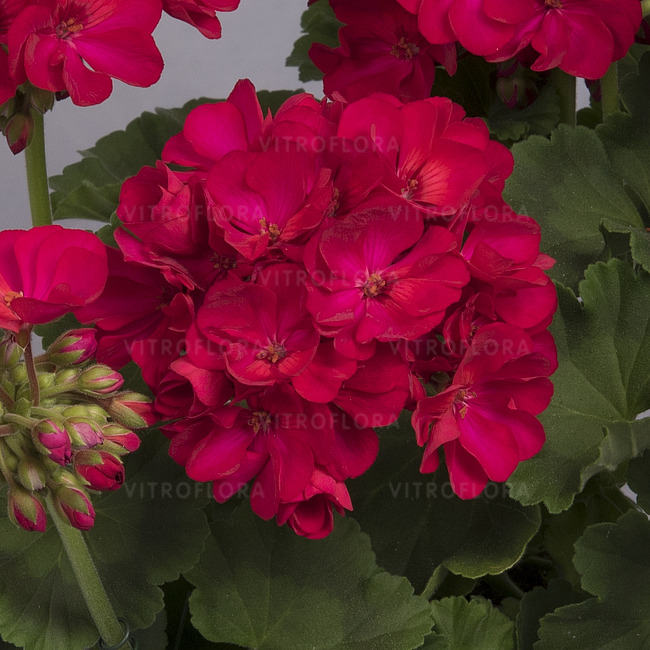 Pelargonium Zonale- GREEN IDOLS©  NEON