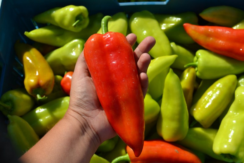 PAPRIKA "LIUBOV F1" 1ks