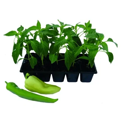 PAPRIKA JABĹČKOVÁ SLADKÁ  10 ks