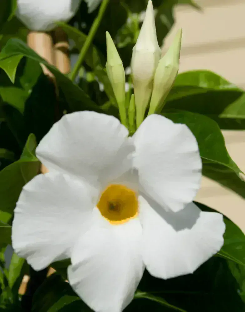 Mandevilla - White 1 výhonky