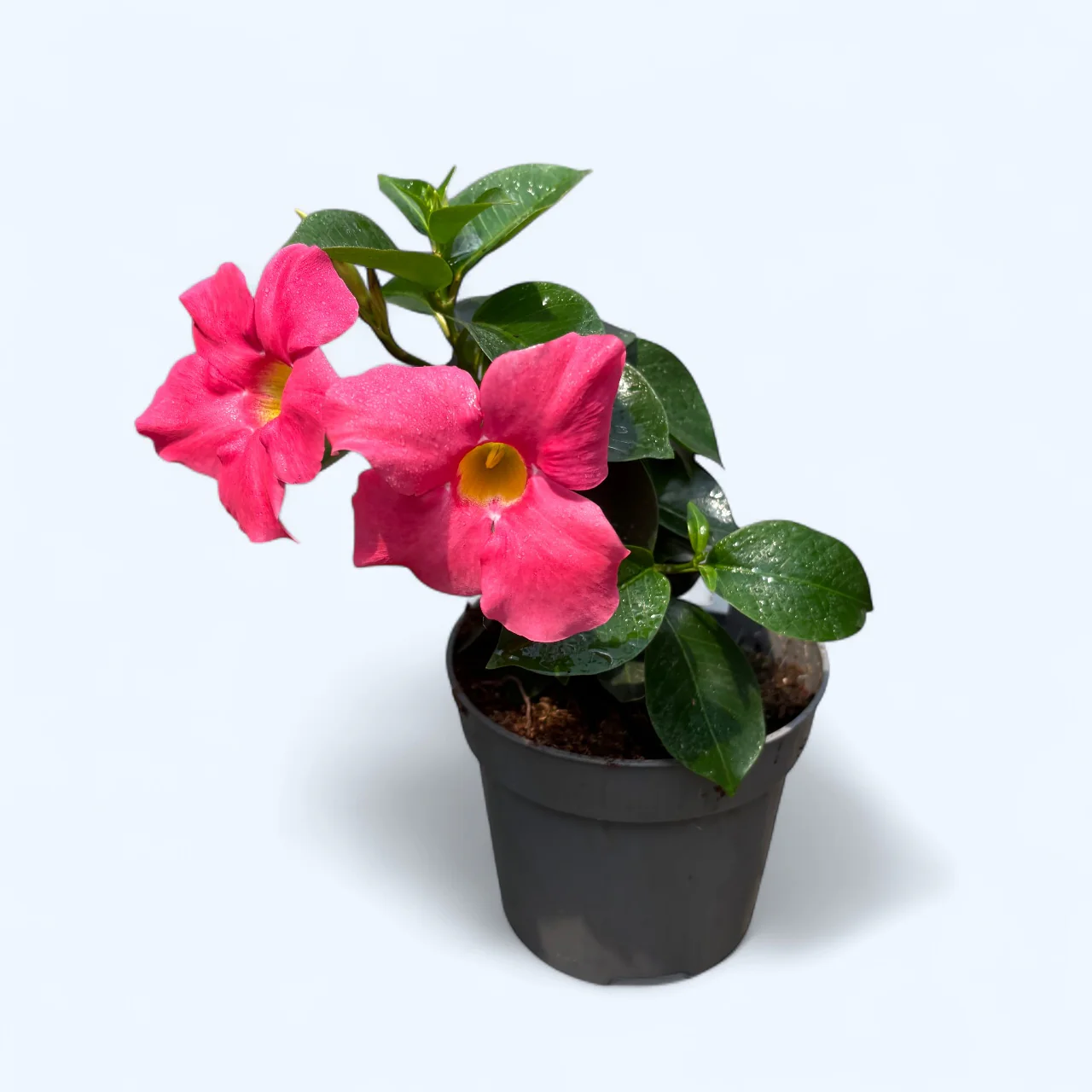 Mandevilla - Pink 1 výhonok