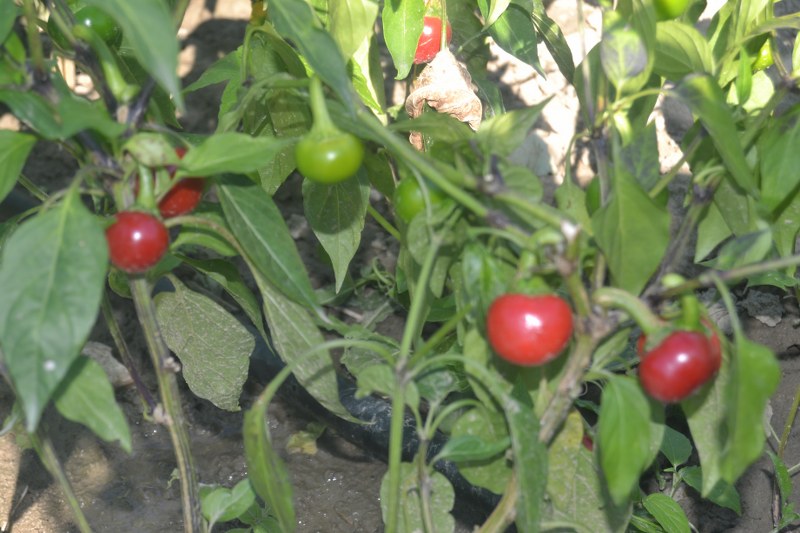 PAPRIKA KORAL - FEFERÓNY 1ks