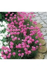Armeria maritima - Abbey Deep Rose 0,5l,  kv.11 cm