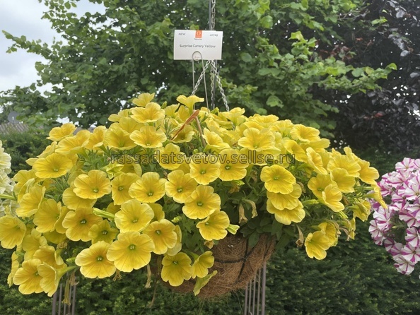 Petunia - Potunia® Yellow