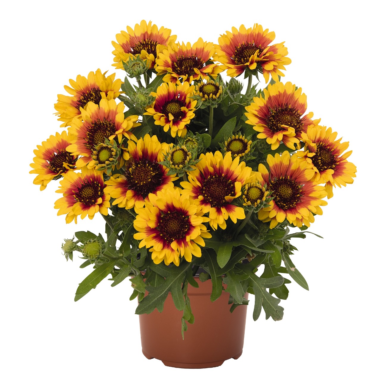 Gaillardia 'SpinTop RED STARBURST' kont. 0,5 l (14cm)