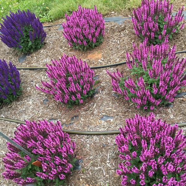 Šalvia hájna - Midnight Rose kont. 0,5l (12cm)