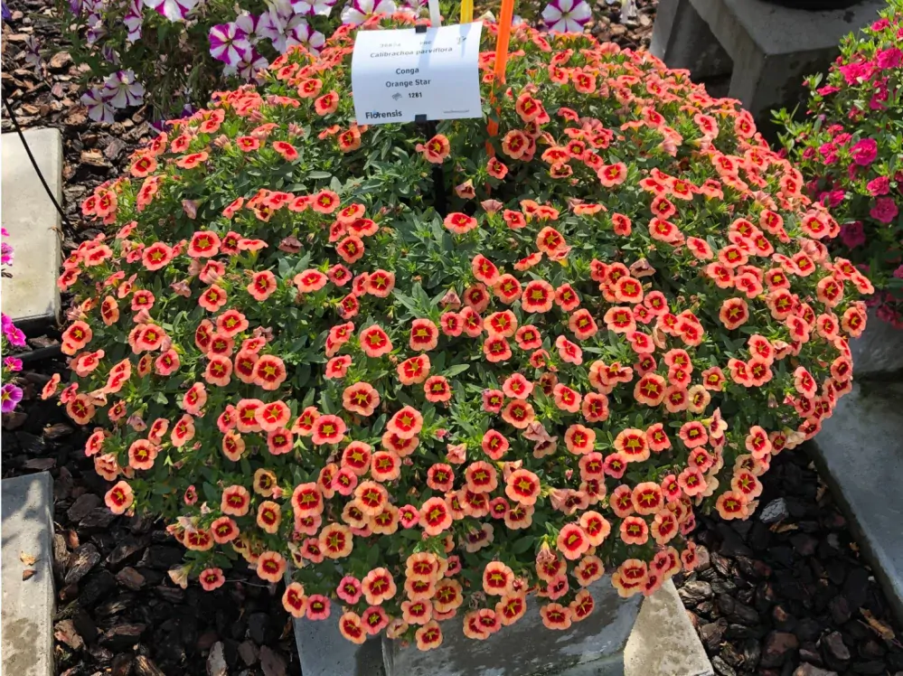 Calibrachoa - Cabaret®Compact Orange Star