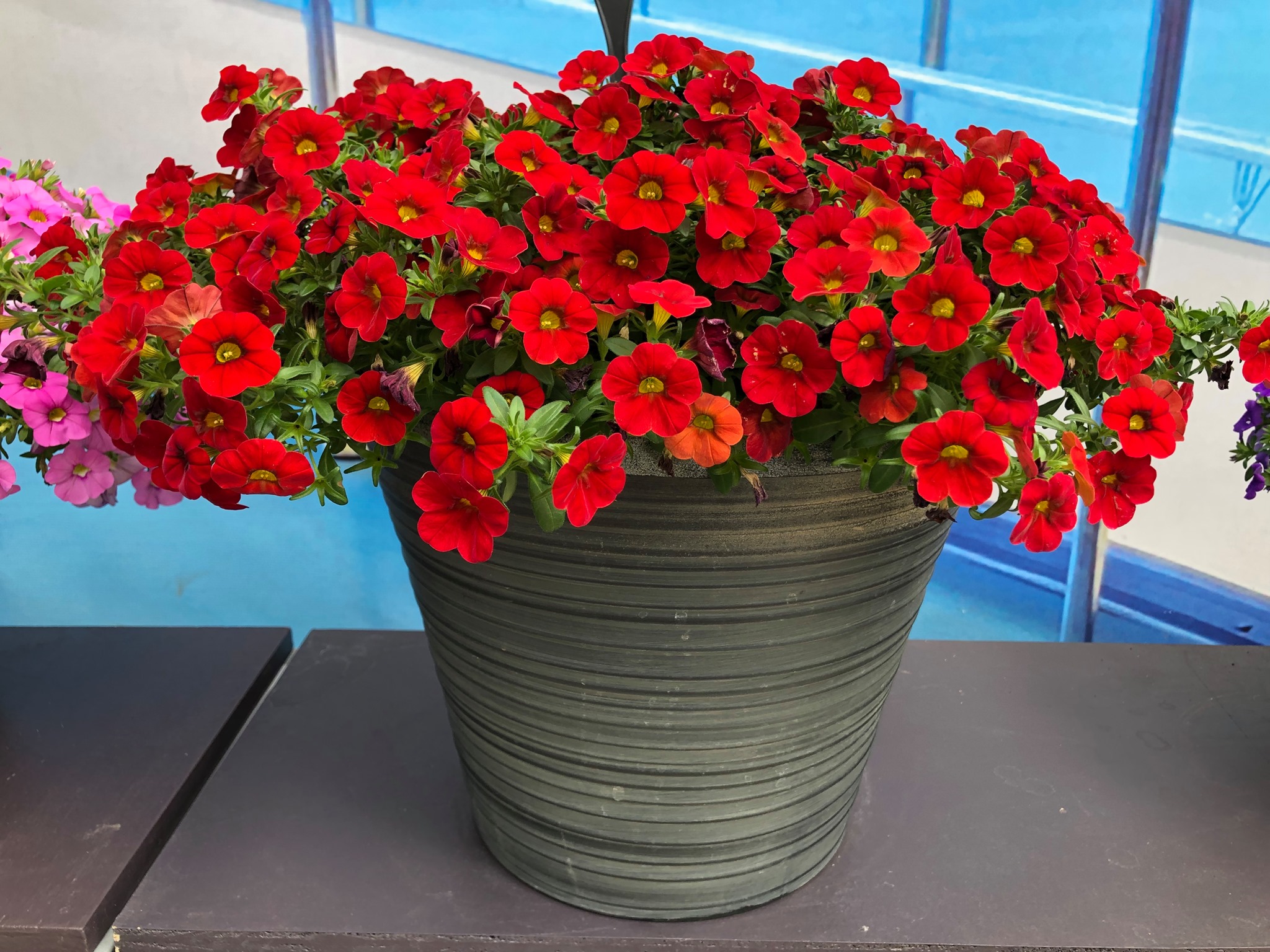 Calibrachoa - Cabaret®Early Bright Red