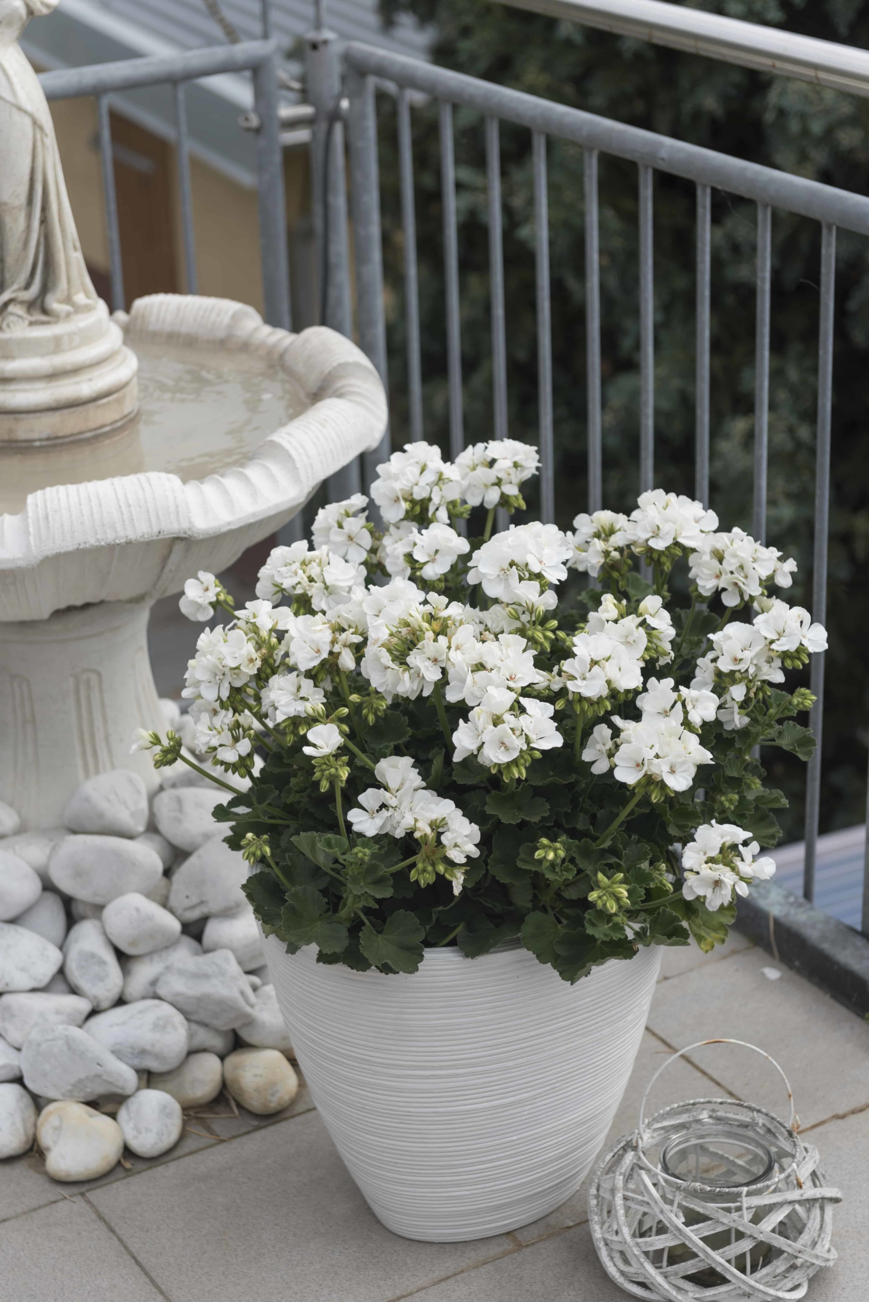 Pelargonium Zonale Savannah© WHITE