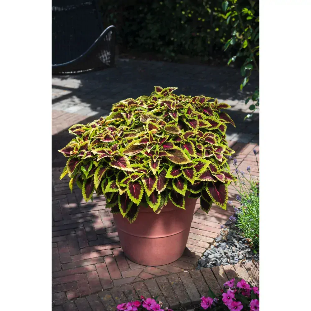 Koleus - Main Street ALLIGATOR ALLEY kv.11cm