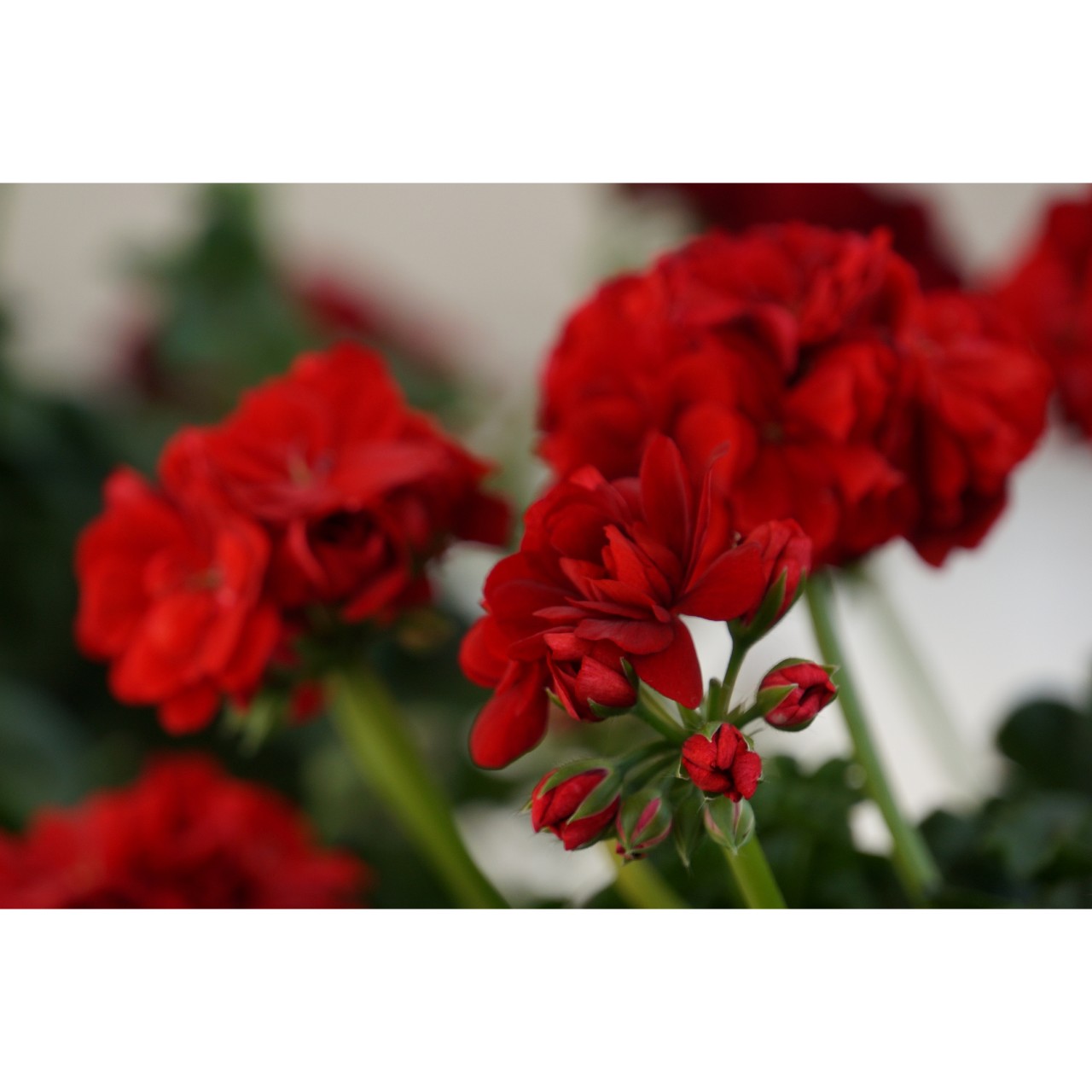 Pelargonium - Ťahavý muškát plnokvetý - Great Balls of Fire Dark Red