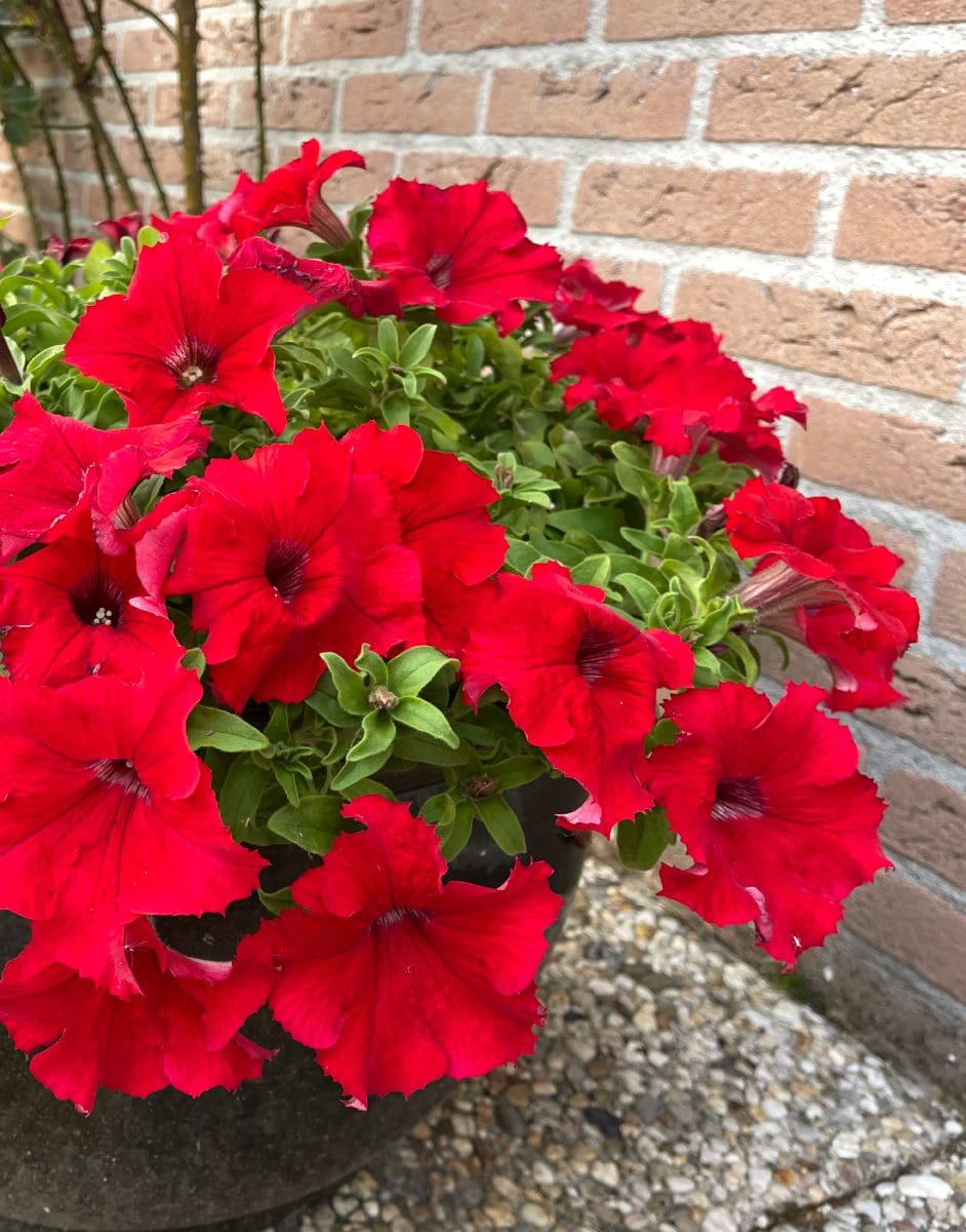 Petunia - Surfinia® Trailing Big Red