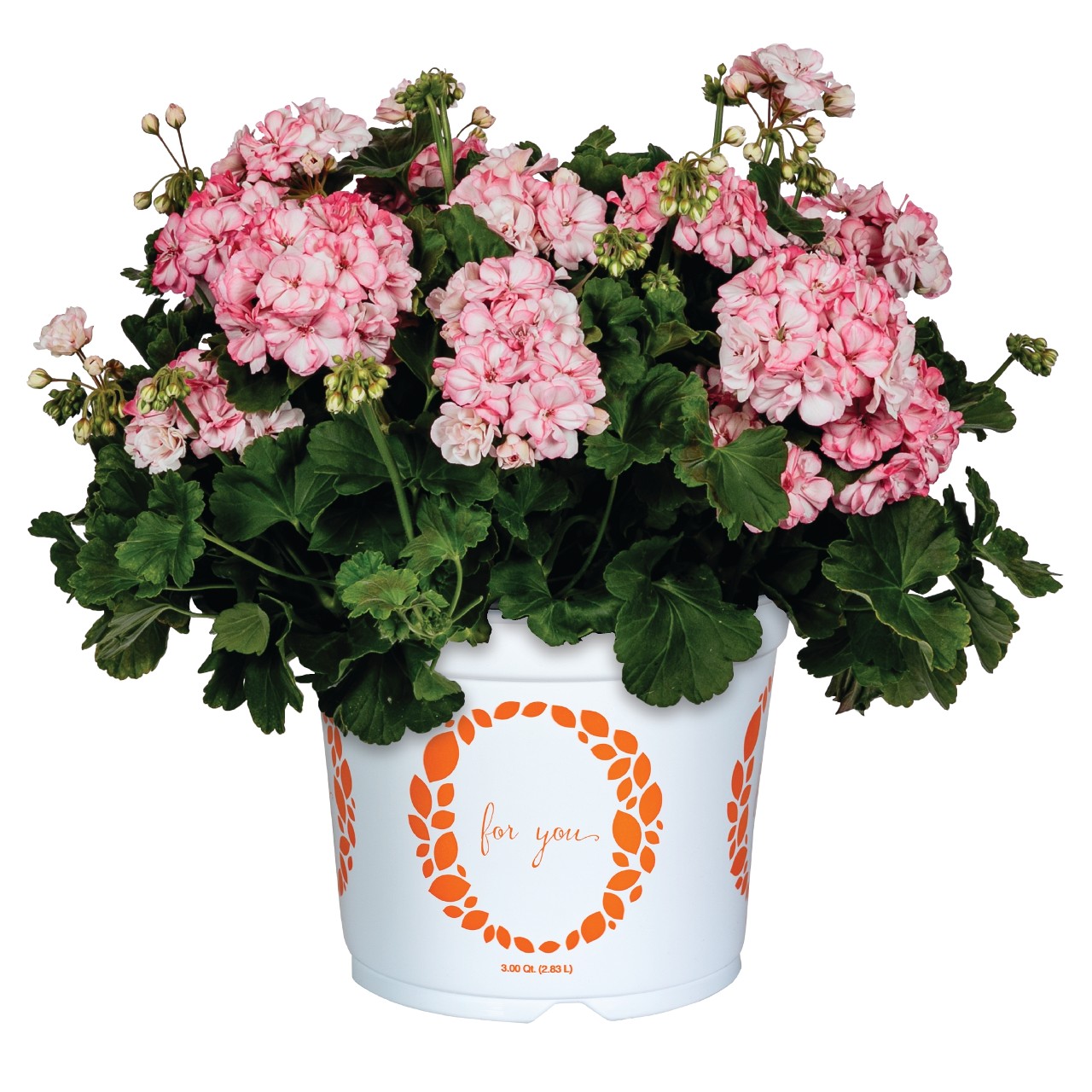 Pelargonium Zonale SURVIVOR© PAPERBLOOM