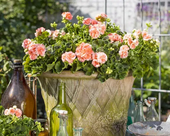 Pelargonium Zonale ROSEBUD ASTRID