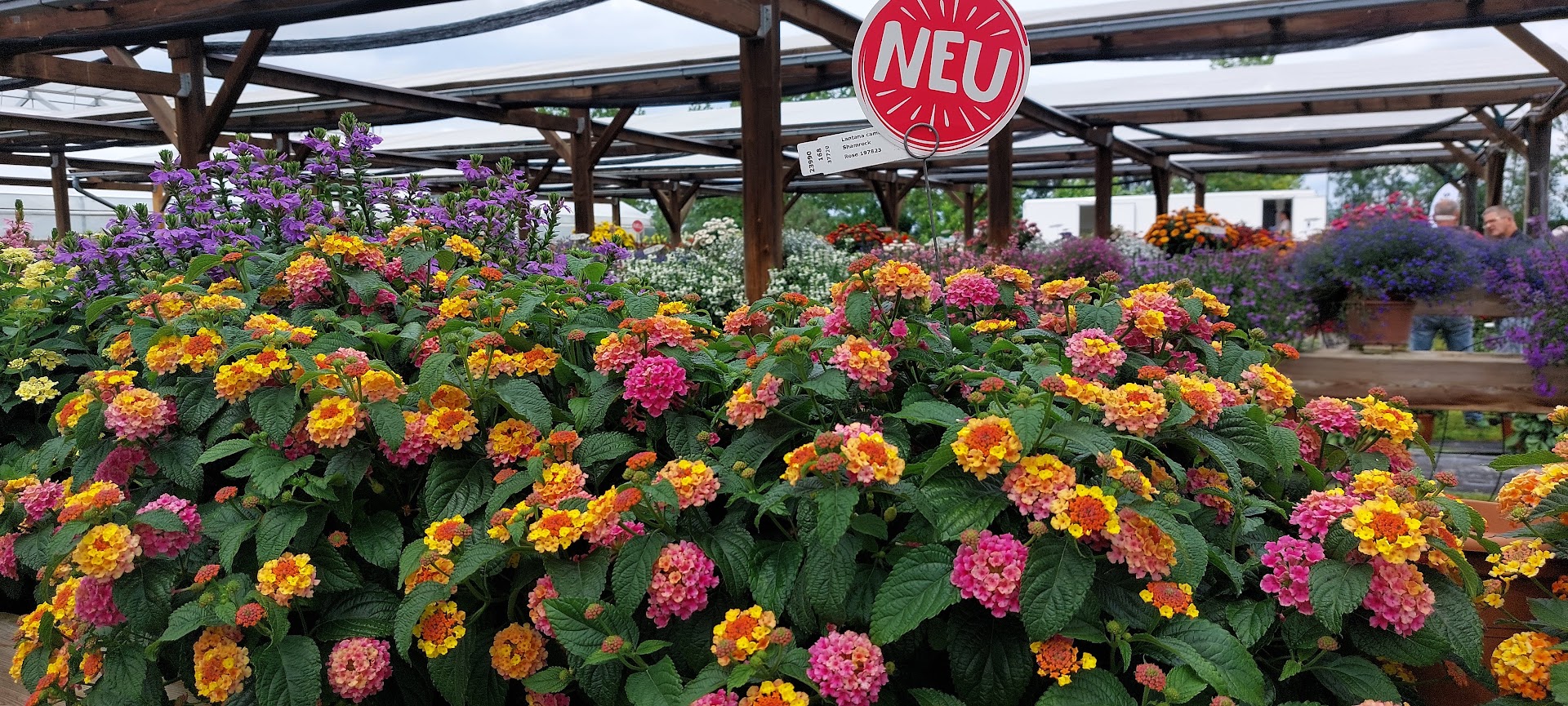 Lantana - Shamrock Rose kv.10,5 cm