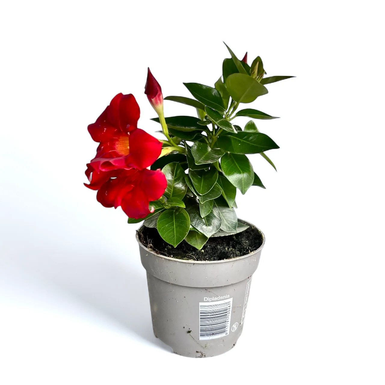 Mandevilla -RED  1 výhonky