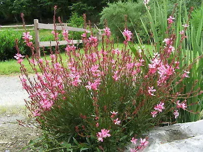 Gaura lindheimeriová - Gaudi® MEDIUM PINK kont. 0,5 l (12cm)