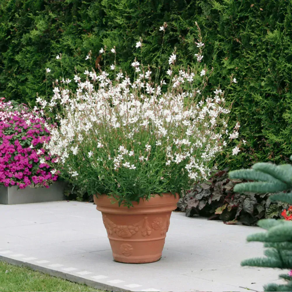 Gaura lindheimeriová- GAUDI® MEDIUM WHITE kont. 0,5 l (12cm)