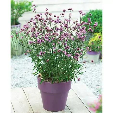 Verbena Bonariensis VIOLET BLUE kont. 0,5 l (12cm)