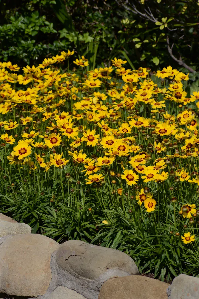 Coreopsis Sunkiss Yellow Red kont. 0,5 l (12cm)