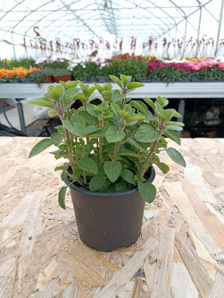 Oregáno - Origanum vulgare kv. 10 cm
