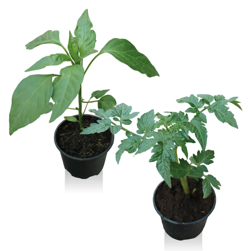 PAPRIKA "CASSOVIA F1"- 1ks