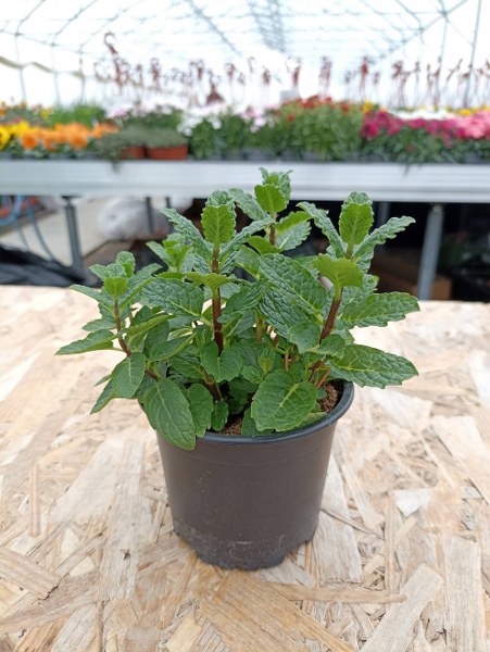 Mäta marocká - Mentha 'Moroccan' 10 cm