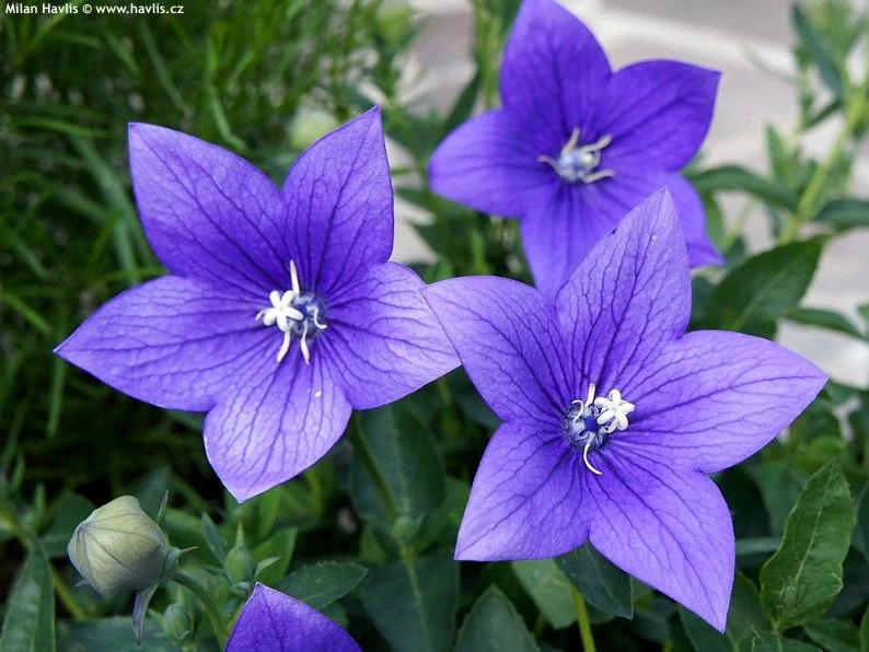 Platycodon Blue F1
