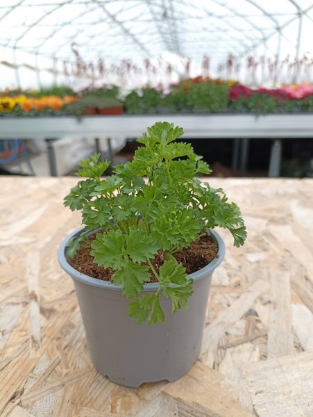 Petržlen kučeravý - Petroselinum lisette kv.10cm