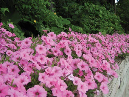 Petunia - SUPERTUNIA® VISTA™ Bubblegum®