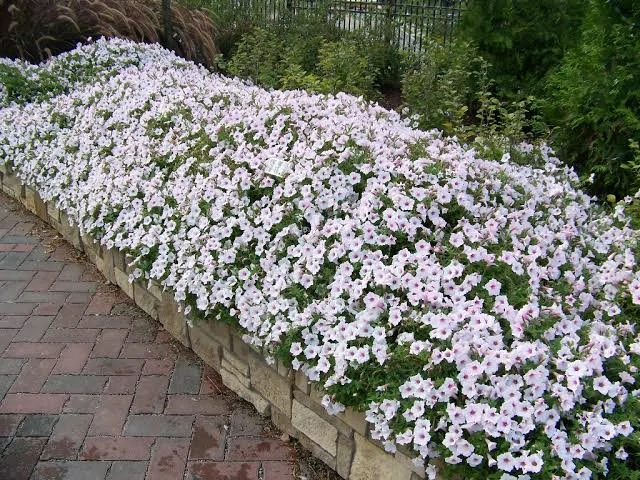 Petunia - SUPERTUNIA® VISTA™ Silverberry®